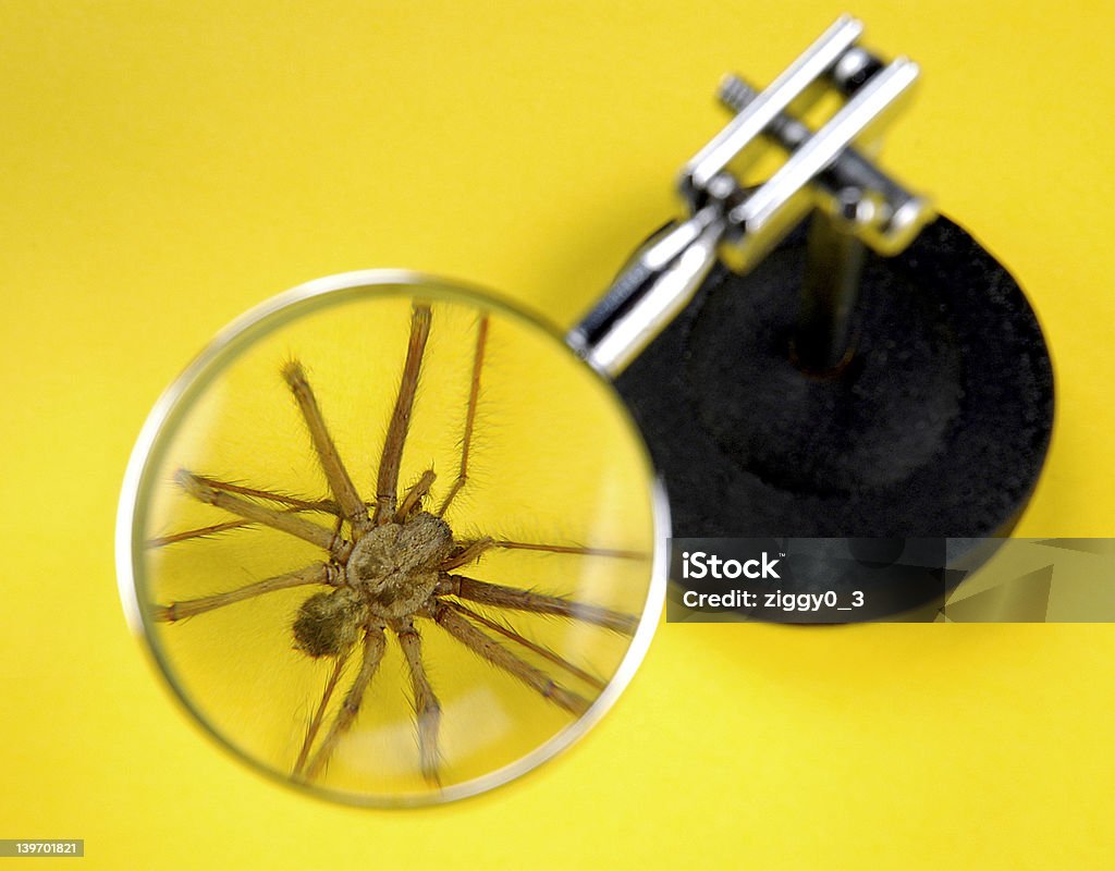 Araignée sous la loupe - Photo de Araignée libre de droits
