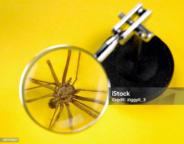 Aranha Sob Uma Lupa - Fotografias de stock e mais imagens de Amarelo - Amarelo, Ampliação, Aranha - Aracnídeo