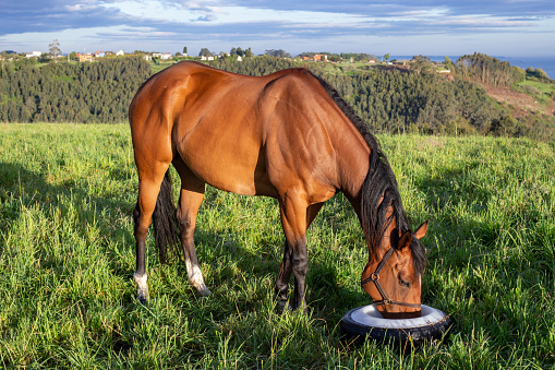 A chestnut coloured horse eating in an individual feeding trough in the field. sunny morning. english thoroughbred