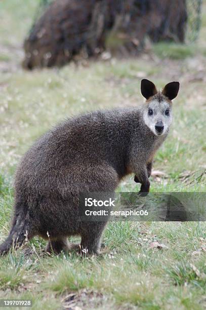 Ältere Swamp Wallaby Stockfoto und mehr Bilder von Australien - Australien, Beuteltier, Fotografie