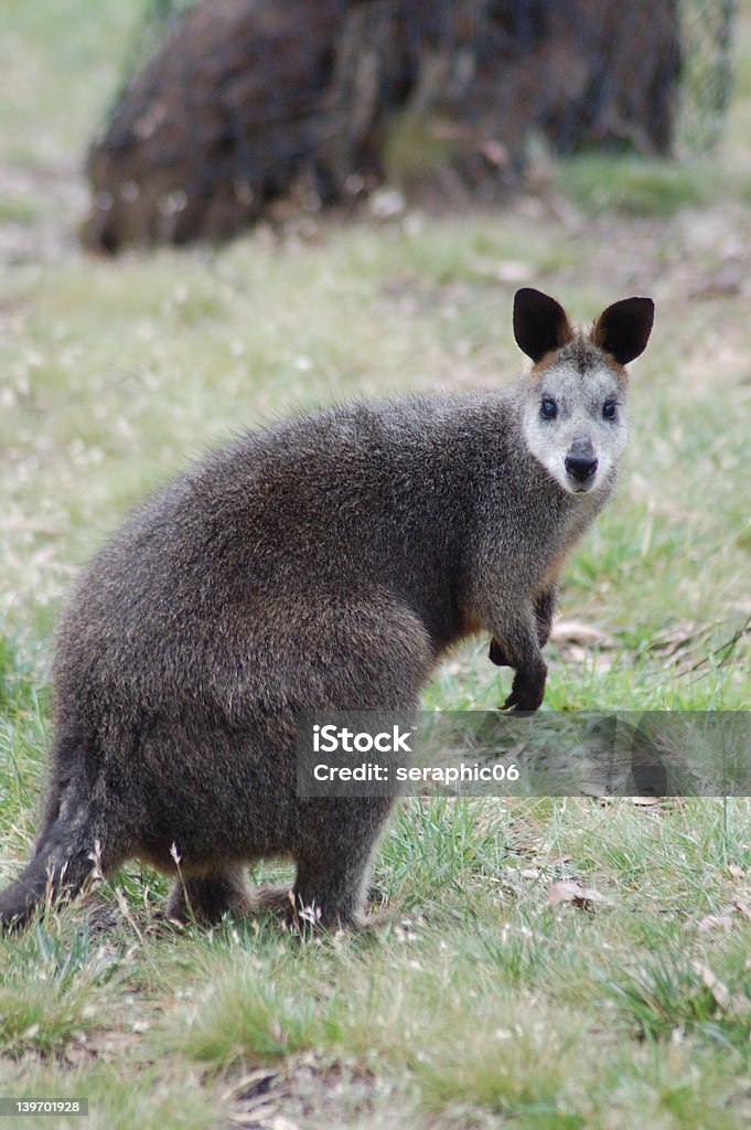 Vecchio Wallaby delle paludi - Foto stock royalty-free di Animale selvatico