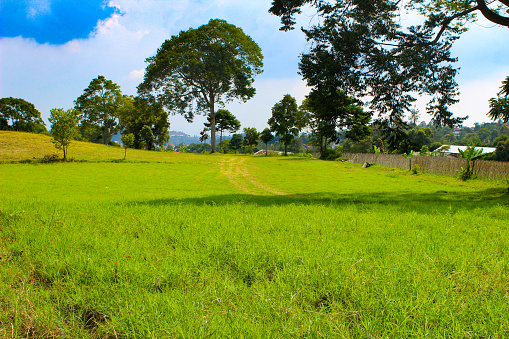 Paisaje de verano de prados verdes al mediodía en Lembang, Indonesia photo