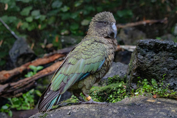 istock Kea parrot on display in New Zealand 1397019517