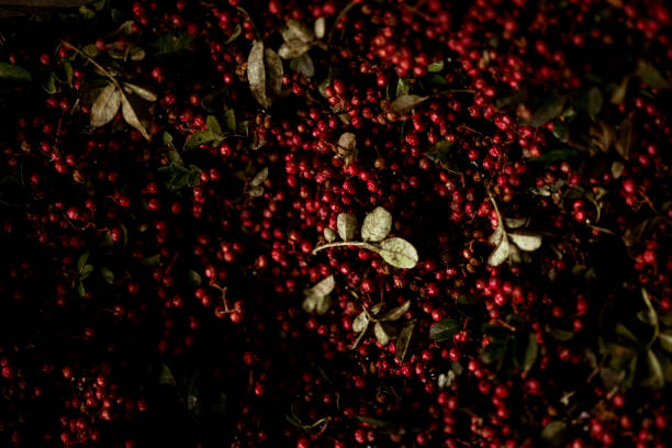 istock Chinese Sichuan Peppers 1397019551
