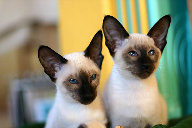 istock portrait of cats 139701988