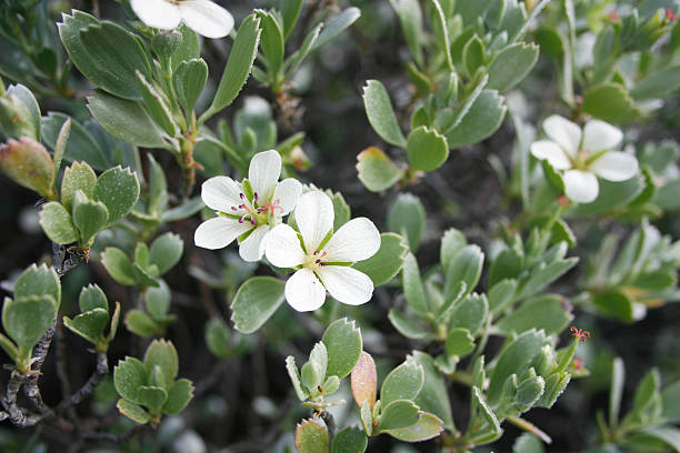 Succulent em bloom - fotografia de stock