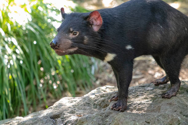 istock Australian Tasmanian Devil, standing on a rock 1397020479