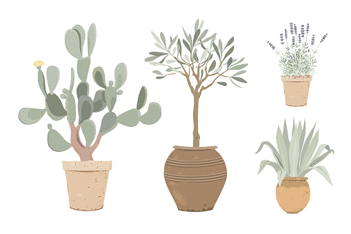 Set of Mediterranean potted plants. Lavender, prickly pear, olive tree, and blue agave in clay flower pots. Design elements for garden or home decor. Vector illustration