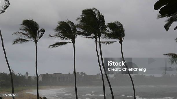 Hurrikan Palms Stockfoto und mehr Bilder von Hurrikan - Hurrikan, Sturm, Strand