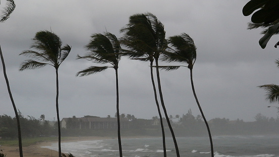Hurricane Palms