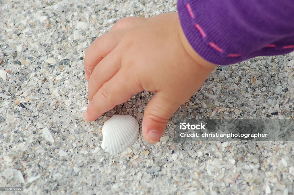 Look what I found! Closeup of toddler reaching for shell burried in sand on Madeira Beach. Animal Shell Stock Photo