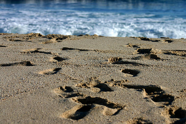Praia de Sandy - foto de acervo