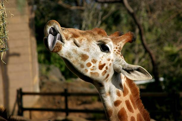 lamer el cielo - taronga fotografías e imágenes de stock