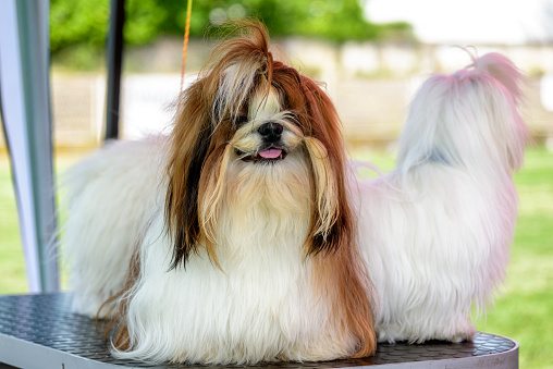 Lhasa Apso and Shih Tzu - three dogs groomed and waiting for a dog show