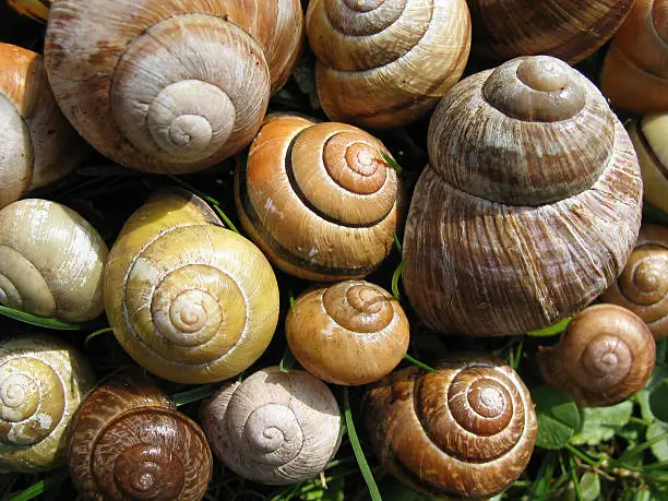 some snail-shells from my garden