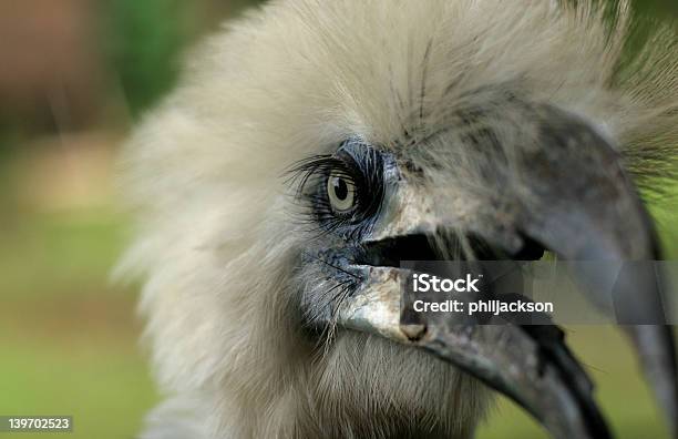 Hornbill Stock Photo - Download Image Now - Animal, Animal Wildlife, Animals In The Wild