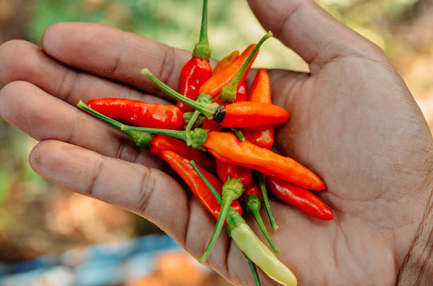 istock red hot chili close up 1397025240