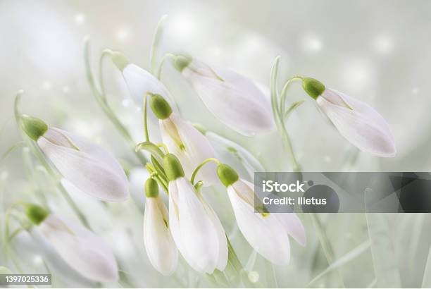 Primera Campanillas Flores De Primavera Foto de stock y más banco de imágenes de Campanilla de nieve - Campanilla de nieve, Nieve, Belleza - iStock Primera Campanillas Flores De Primavera Foto de stock y más banco de imágenes de Campanilla de nieve - Campanilla de nieve, Nieve, Belleza - iStock