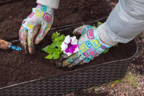 istock Gardener replants flower seedlings 1397026096