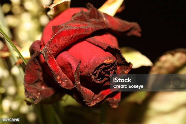 Dead Rose Stock Photo - Download Image Now - Accidents and Disasters, Black Color, Ceremony