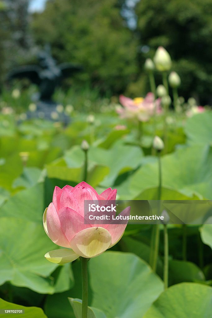 Fiore di loto 4 - Foto stock royalty-free di Acqua