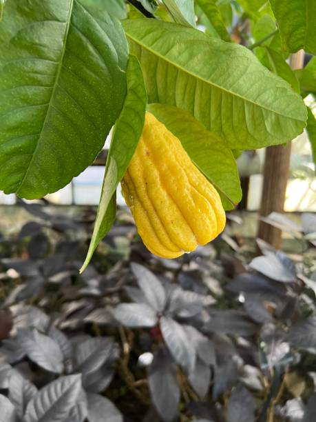 istock Citrus Medica 1397027388