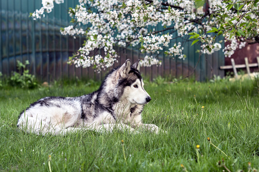 gray husky dog ​​profile lies on green grass near blossoming cherry tree