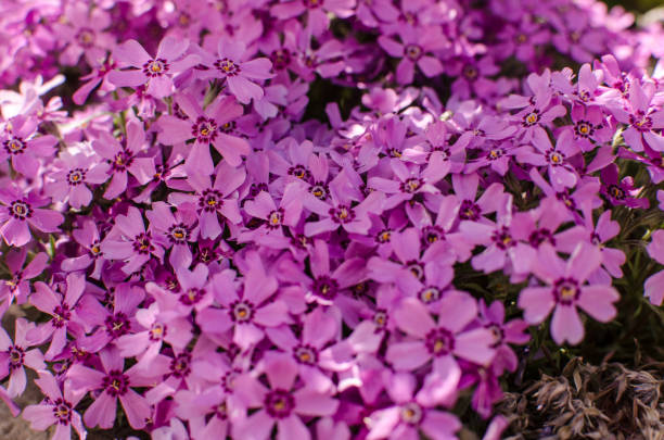 istock Small phlox flowers for spring garden decoration 1397027836