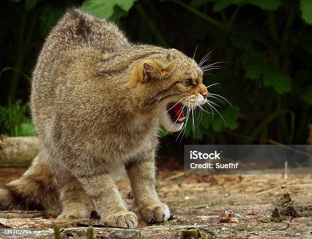 Forte Felino - Fotografie stock e altre immagini di Felino selvatico - Felino selvatico, Sibilare, Aggressione