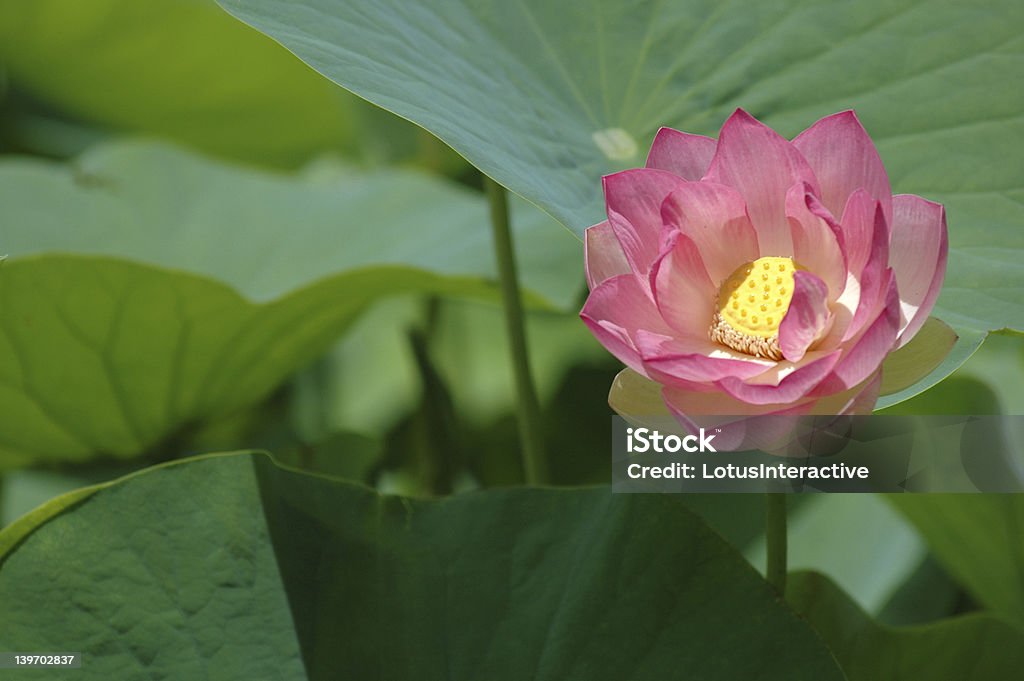 Fleur de Lotus 2 - Photo de Asie libre de droits