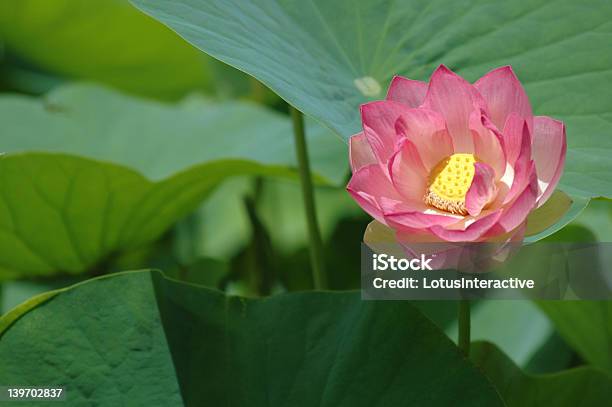 Photo libre de droit de Fleur De Lotus 2 banque d'images et plus d'images libres de droit de Asie - Asie, Bouddhisme, Brillant