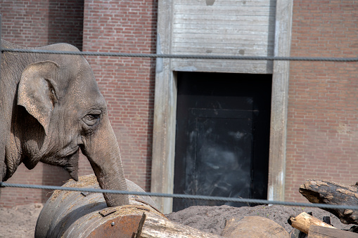 Elephant Behind Bars At Amsterdam The Netherlands 28-3-2022