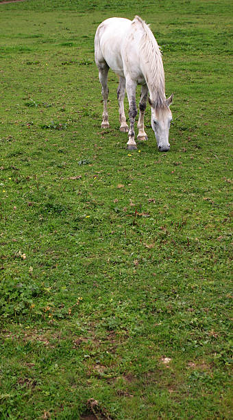 Eating Grass stock photo