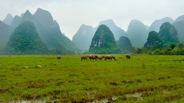 istock Karst peaks and farmland in springtime 1397029889
