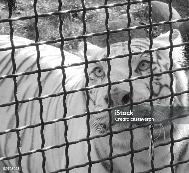 Foto de Tigre Branco Em Gaiola Preto E Branco e mais fotos de stock de Animais em Extinção - Animais em Extinção, Animal, Beleza