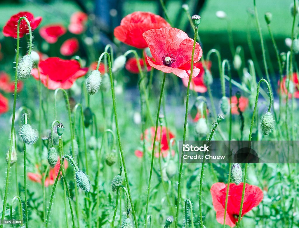 Poppy flowers FLOWERS Aging Process Stock Photo