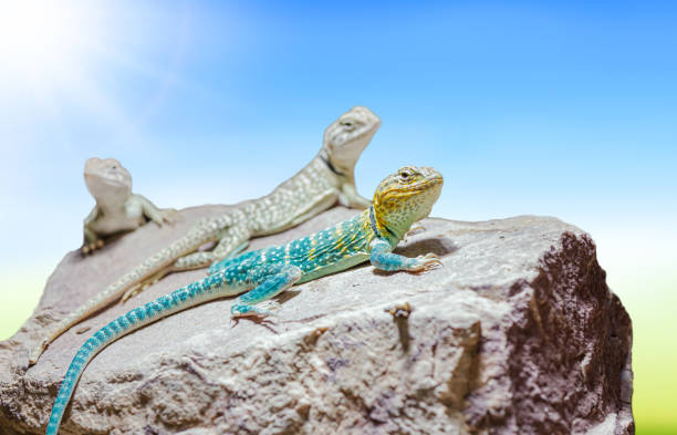 восточные ошейниковые ящерицы (crotaphytus collards) на камне в солнечном свете с солнечными лучами. - lizard collared lizard reptile animal стоковые фото и изображения
