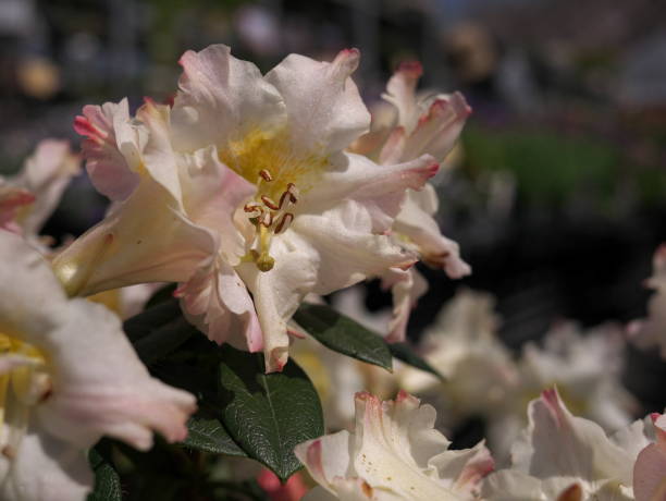 istock Close-up of flowering white azalea 1397032271