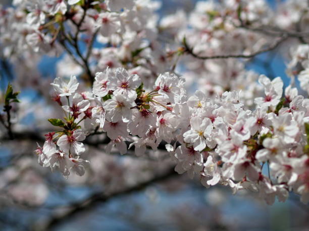 istock White cherry blossoms in full bloom in the sunshine 1397032359