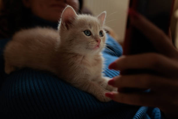 istock Cute fluffy kitten against on dark background. 1397032408