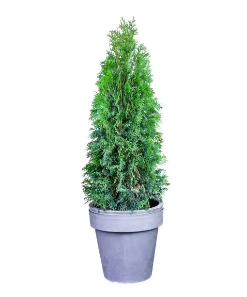 Trimmed thuja growing in large plastic pot isolated on white background. Big potted green thuya growth on winter yard cutout. Cone shape evergreen topiary tree grow in flowerpot cut out for design