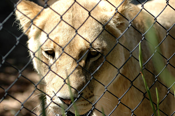 istock Lioness at the zoo 139703304