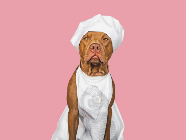 istock Pretty, lovable brown puppy, white chef's hat 1397033072