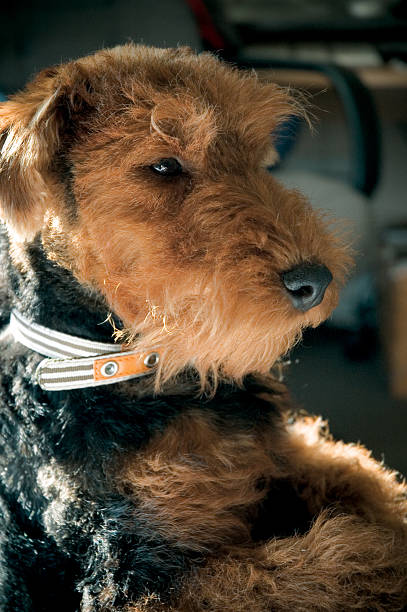 welsh terrier stock photo
