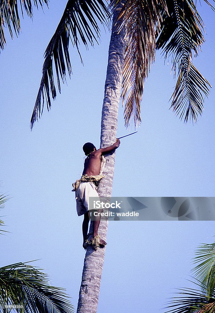 Coco no topo - Foto de stock de Palmeira royalty-free