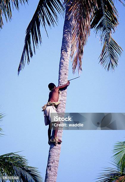Foto de Coco No Topo e mais fotos de stock de Palmeira - Palmeira, Homens, Origem Africana