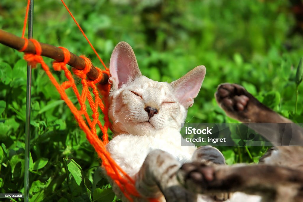 Кошка в выходные - Стоковые фото Домашняя кошка роялти-фри