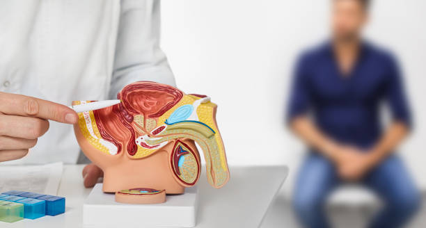 konsultacja urologiczna dla mężczyzny. urologia i andrologia, leczenie chorób mężczyzn i zapalenia gruczołu krokowego - anatomical model zdjęcia i obrazy z banku zdjęć