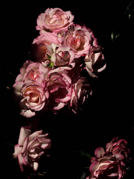 istock Pink roses in full bloom on a black background 1397034063