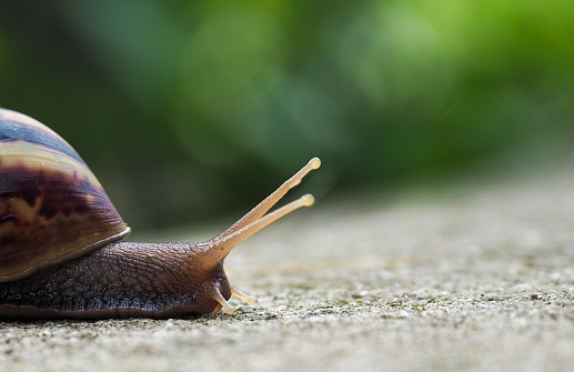 snails on concrete moving forward.